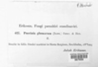 Puccinia glumarum image